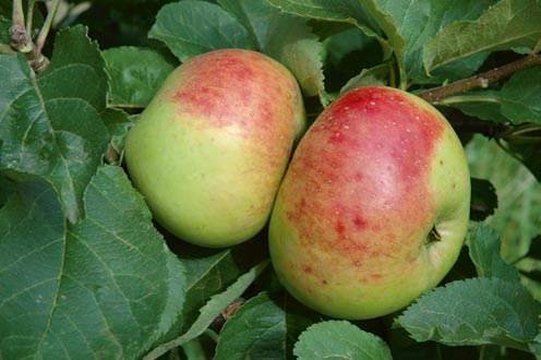 apple inbreeding and disease susceptibility