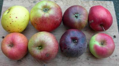 selection of unusual apples, nov 2015