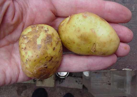 jersey royal potatoes