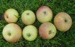 allington pippin: often grown in leicestershire; originally from lincolnshire