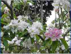 different coloured apple blossoms on the tree above - mm106, pink pearmain, hidden rose