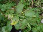 early blight on markies foliage, 8 jul 2010