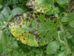 alternaria on markie leaves, 8 july 2010