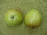 emneth early, a dual-purpose apple