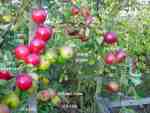 high cross apple, early november, bright red apples on multi-variety tree, grafted onto mm106