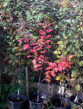 George's Red, 
foliage in autumn