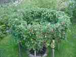 goblet tree in July
