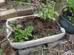 potatoes growing in 2 gallon trays