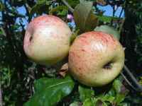Langton's Nonesuch, Leicestershire apple, mature, 15 aug 2011