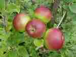 leicestershire apple, martin's custard