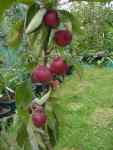 malus domestica maypole, red-fleshed apple