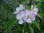 mere pippin apple blossom