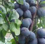 Damson - Merryweather, grown in the Midlands, Leicestershire, England: plum with the flavour of a damson.