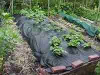 no-dig potato bed, potatoes sown, after shoots have emerged. 31 may 2010.