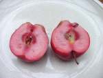 malus soulardii, red-fleshed apple