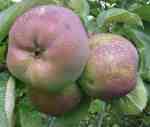 west virginia sweet; unripe fruit on tree, mid-sept