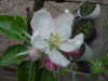 Whitwick Pippin Blossom, 20 Apr 07