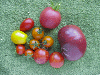 TOMATOES