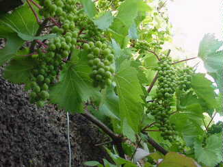 unripe grapes