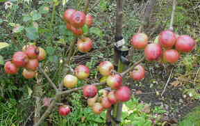 croft late, or christmas apple, pick on christmas day