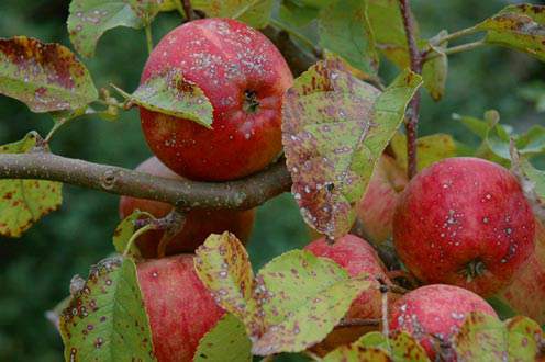 apple inbreeding and disease susceptibility