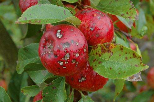 apple inbreeding and disease susceptibility