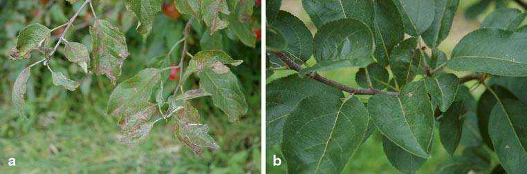 apple inbreeding and disease susceptibility