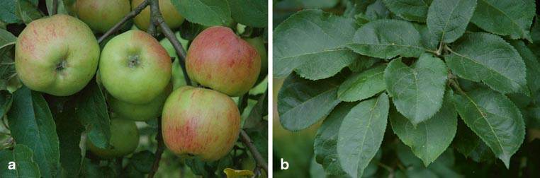 apple inbreeding and disease susceptibility