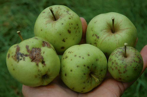 apple inbreeding and disease susceptibility