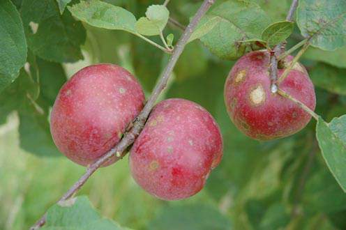 apple inbreeding and disease susceptibility