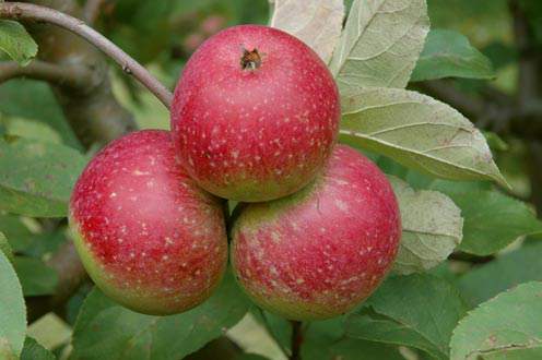 apple inbreeding and disease susceptibility