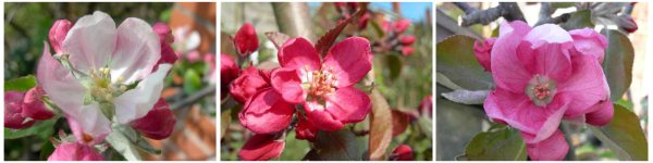 apple blossoms, leicestershire heritage apple project