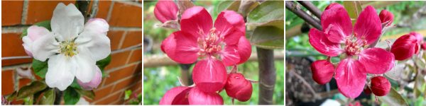 apple blossoms, leicestershire heritage apple project