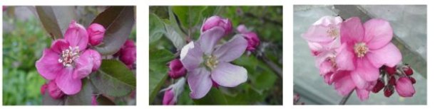 redfleshed apple blossoms