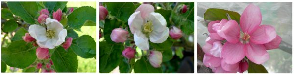 apple blossoms, leicestershire heritage apple project