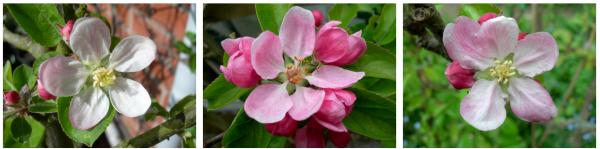 apple blossoms, leicestershire heritage apple project