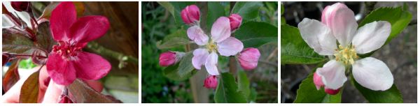 apple blossoms, leicestershire heritage apple project