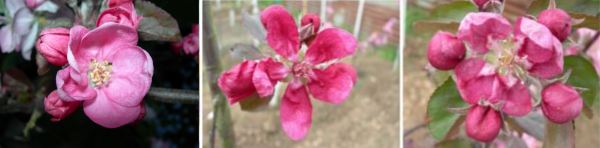 apple blossoms, leicestershire heritage apple project