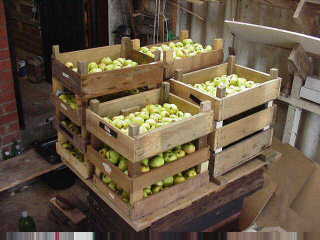 80lb apples