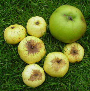 Croft cider apple