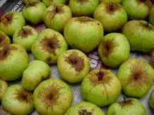 croft cider apples