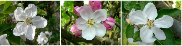 apple blossoms, leicestershire heritage apple project