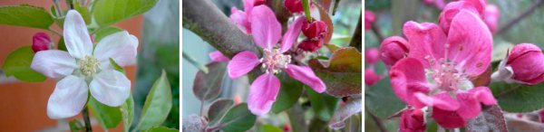 apple blossoms, leicestershire heritage apple project