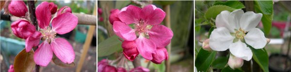 apple blossoms, leicestershire heritage apple project