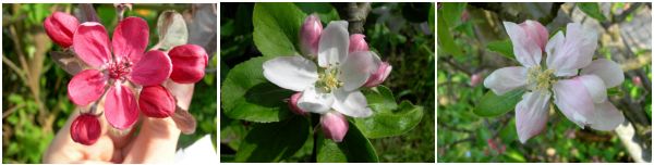 apple blossoms, leicestershire heritage apple project