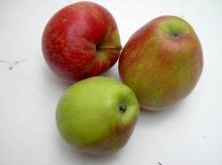 seedling apple found in kirby muxloe, leics