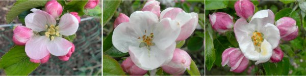 apple blossoms, leicestershire heritage apple project