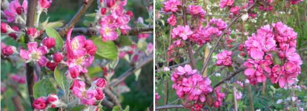 apple blossoms, leicestershire heritage apple project