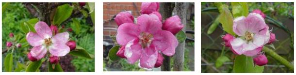 redfleshed apple blossoms:hidden rose, almata, pink pearmain