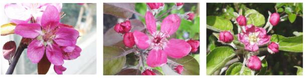 redfleshed apple blossoms: hidden rose, almata, pink pearmain